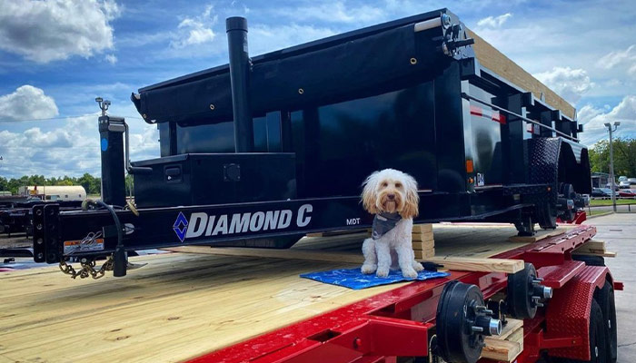 A puppy on a Diamond C trailer at Custom Trailer Sales.